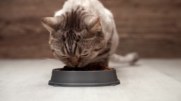 Dry feed gato escocês. Close-up tiro, gato come comida seca de uma tigela . — Vídeo de Stock