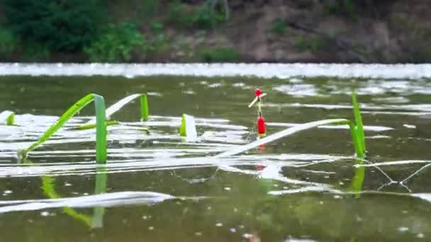 Angeln im Fluss. Roter Schwimmer mit Angelschnur auf der Wasseroberfläche zwischen den Algen, Nahaufnahme, 4k. — Stockvideo