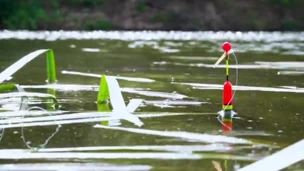 Vissen in de rivier. Rode praalwagen met vislijn op het wateroppervlak tussen de algen, close-up, 4k. — Stockvideo