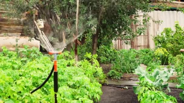 Sistema automatico di irrigazione del giardino. Innaffiare le verdure in azienda . — Video Stock