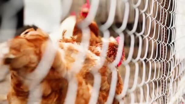 Czerwony kurczak za klatką na farmie kurczaków. Drób hodowlany. — Wideo stockowe