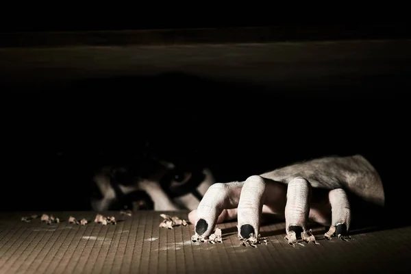 Un payaso aterrador sale de debajo de la tapa del sótano. Araña el suelo con garras negras . — Foto de Stock