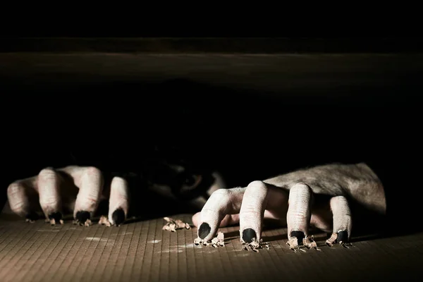 Un payaso aterrador sale de debajo de la tapa del sótano. Araña el suelo con garras negras . — Foto de Stock