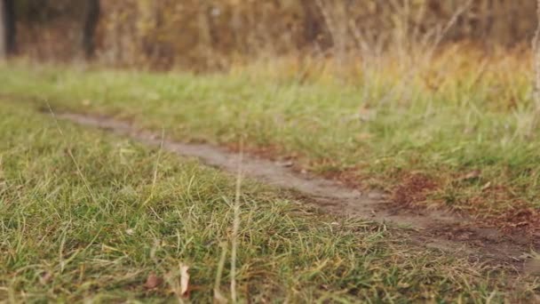 Een zandpad in een open plek, rond het gras slingert in de wind. — Stockvideo