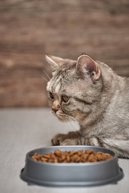 İskoç heteroseksüel kedi bir kase yemeğin yanında oturur..