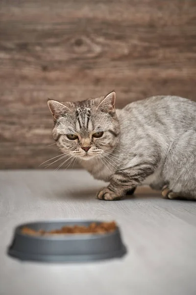 Scottish straight cat sits and looks at a bowl of food.