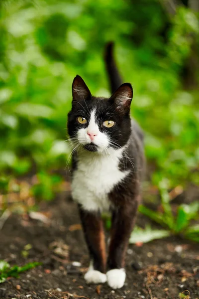 Portrait of a black and white cat in the garden among greenery. — Stockfoto