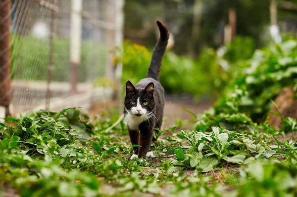 Retrato de um gato preto e branco no jardim entre vegetação . — Fotografia de Stock