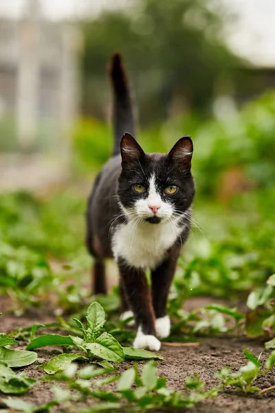 Retrato de um gato preto e branco no jardim entre vegetação . — Fotografia de Stock