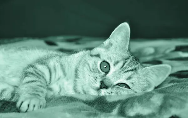Écossais race de chat tabby couché sur la couverture. Teintée dans la couleur Aqua Menthe tendance . — Photo
