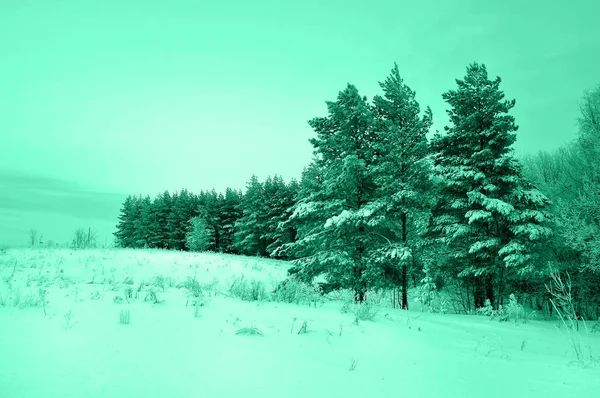 Stromy ve sněhu jsou na okraji lesa. Tónované v módní barvě nabídky Aqua. — Stock fotografie