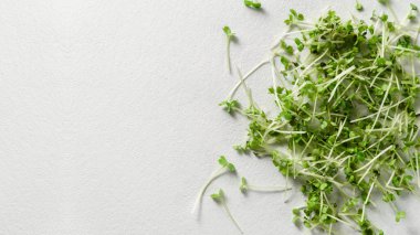 Beton arka planda mikro yeşiller roka filizleri.