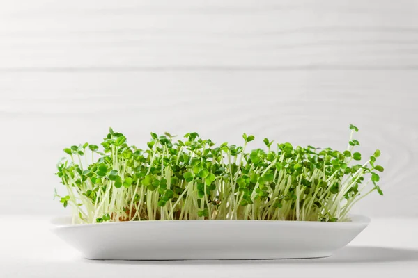 Brotes de rúcula de verduras micro crecen en un tazón blanco . —  Fotos de Stock