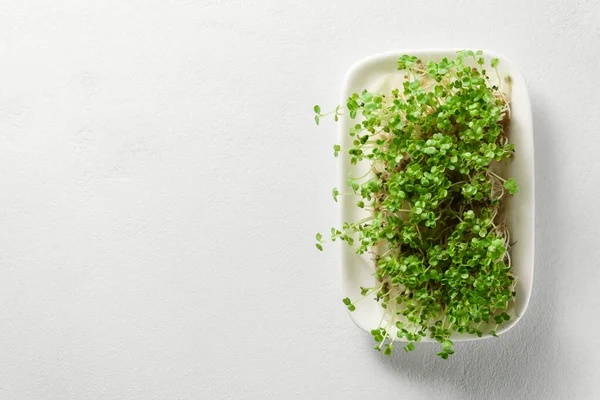 Färska mikrogröna ruccola groddar växa i en platta på en ljus betong bakgrund. — Stockfoto