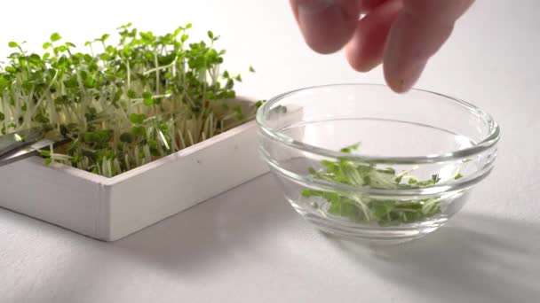Крупним планом чоловічі руки збирають мікрозелень за допомогою ножиць . — стокове відео