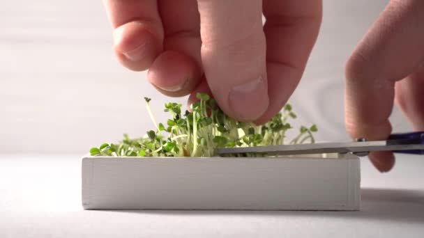 Close-up of male hands harvesting micro greens using scissors. — Stock video