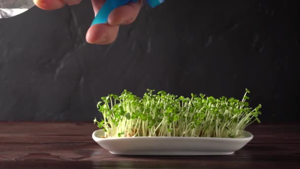 Close-up of male hands spraying water on a microgreens on a dark background. — Stock video