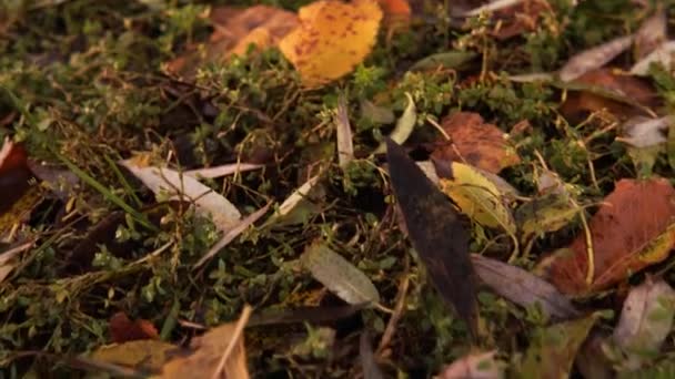 Contaminación plástica de la naturaleza. Placa de plástico desechable en la hierba en el otoño . — Vídeo de stock