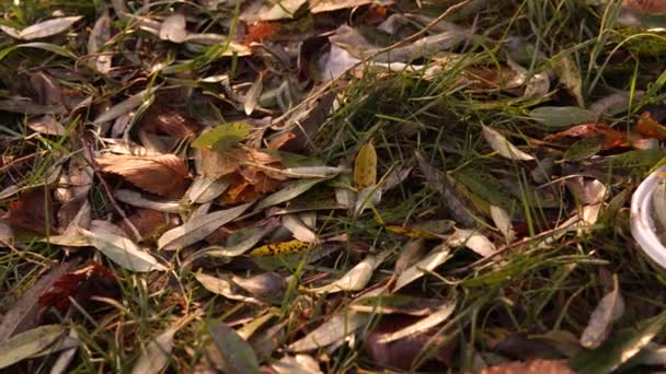 Contaminación plástica de la naturaleza. Placa de plástico desechable en la hierba en el otoño . — Vídeo de stock