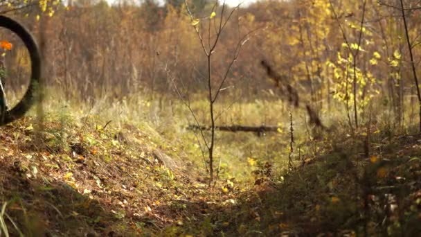 Um ciclista empurra sua bicicleta pelas colinas na floresta de outono . — Vídeo de Stock