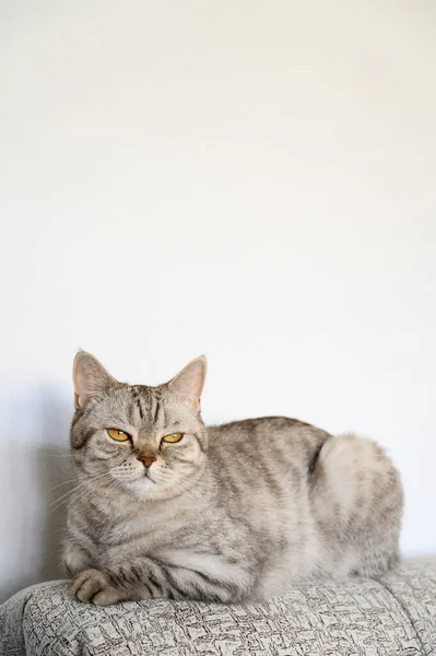 Портрет домашней кошки. Шотландская серая кошка лежит на спинке дивана. Недовольный взгляд . — стоковое фото