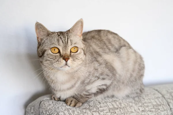 Portrait d'un chat domestique. Écossais droit chat mignon se trouve sur le dos du canapé . — Photo