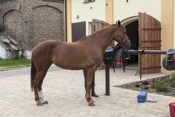 Paard in de tuin — Stockfoto