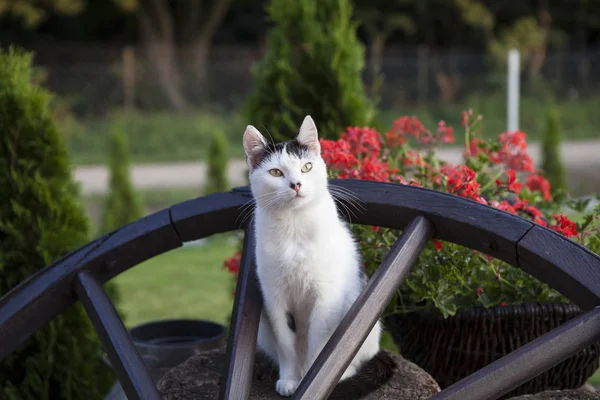 Black and white cat — Stock Photo, Image