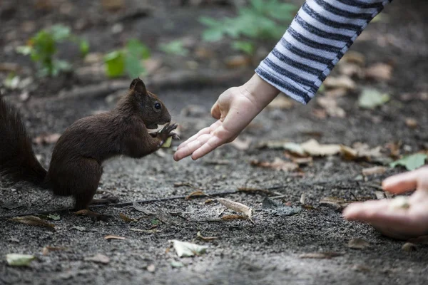 Scoiattolo nel parco — Foto Stock