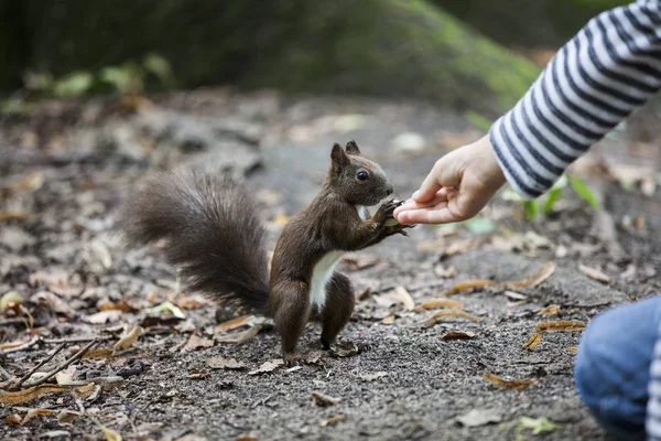 Scoiattolo nel parco — Foto Stock