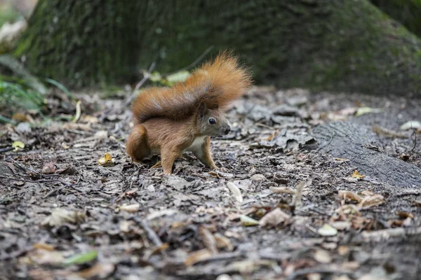 Scoiattolo nel parco — Foto Stock