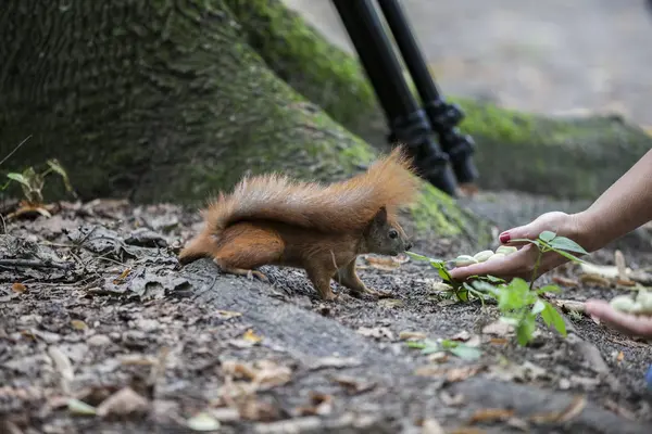 Scoiattolo nel parco — Foto Stock