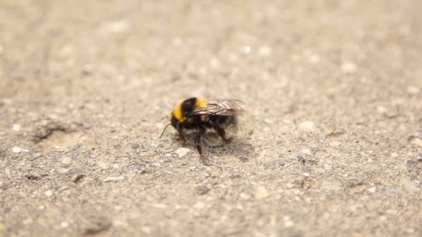 Infected bumble bee dying at the road — Stock Video