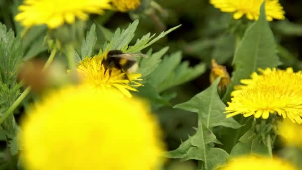 Bumblebee pollinate a dandelions flower — Stock Video