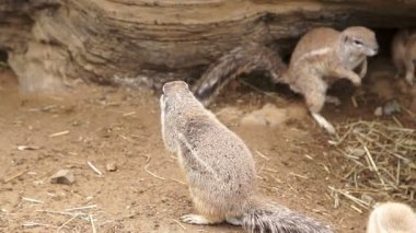 Gopher hızlı bir şekilde vücut tarafından ayak çizikler.