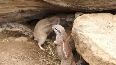 Gopher düşmanları için görünüyor