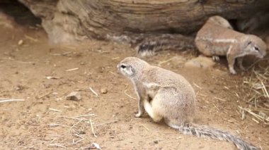 Gopher cesedini ağır çekimde çizikler.