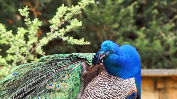 Orgulloso pavo real arañando pico su ala colorida — Vídeos de Stock