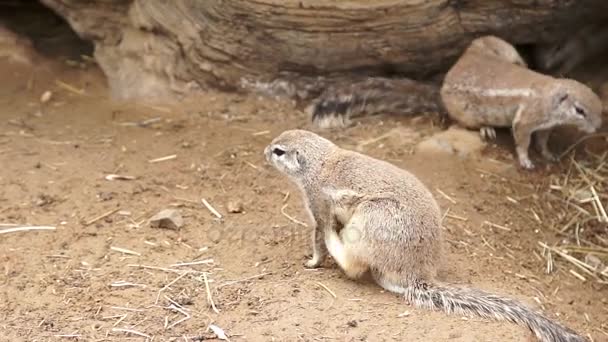 Gopher karcolások a testét, a lassú mozgás — Stock videók