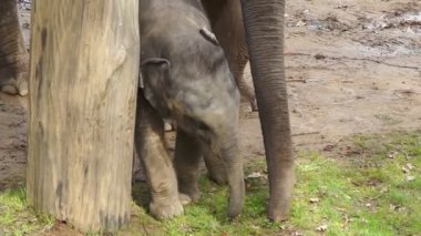 Ağacın etrafında küçük fil bebek gider