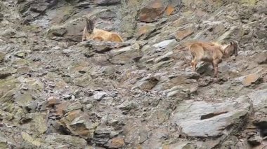 İki dağ keçileri bir kayalık yamaçta dinlenme