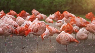 Pembe flamingolar grup güneşlenmek güneşte