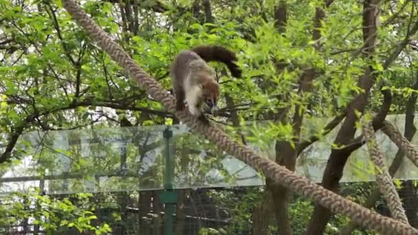 El coati, nasua nasua, desciende la cuerda — Vídeo de stock