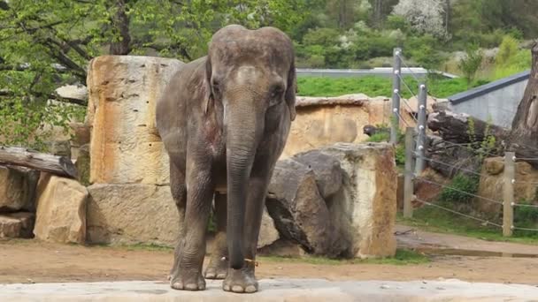 la femelle éléphant indien debout et regardant 