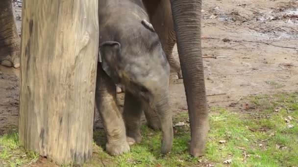 Le petit éléphant fait le tour de l'arbre 