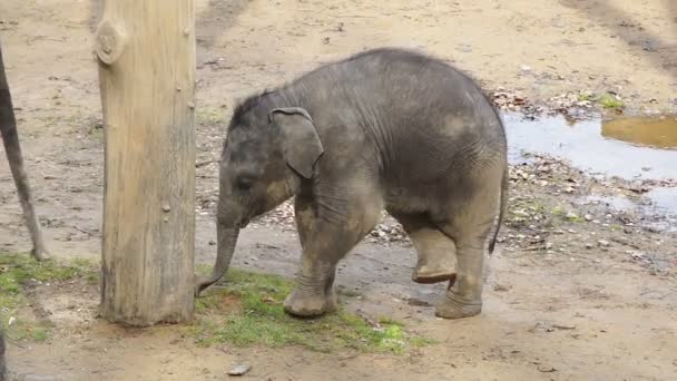 Le petit éléphant creuse un trou sous un arbre 