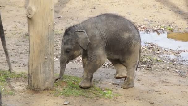 Il piccolo elefante scava una buca sotto un albero — Video Stock