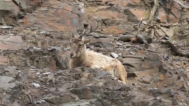 Dağ keçisi bir kayalık yamaçta dinlenme — Stok video