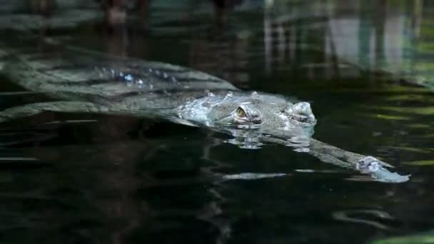 Крокодил гавіаль шукає здобич — стокове відео