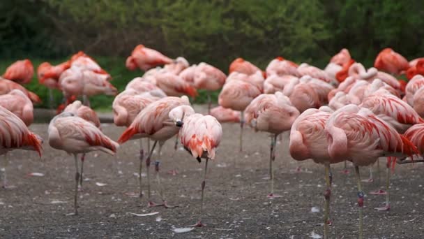 Group of pink flamingos sleep standing up — Stock Video